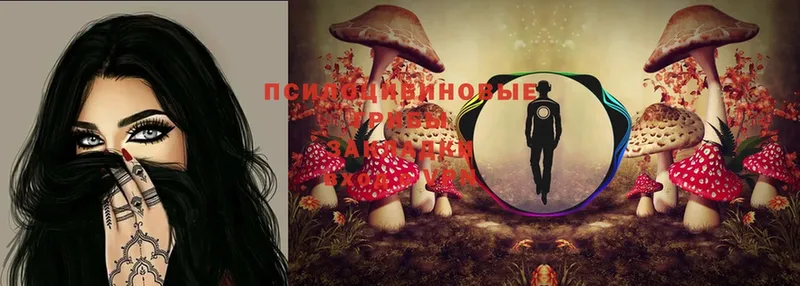 Галлюциногенные грибы Psilocybine cubensis  Кремёнки 